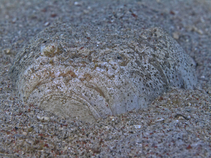 Sabang Wreck, Stargazer